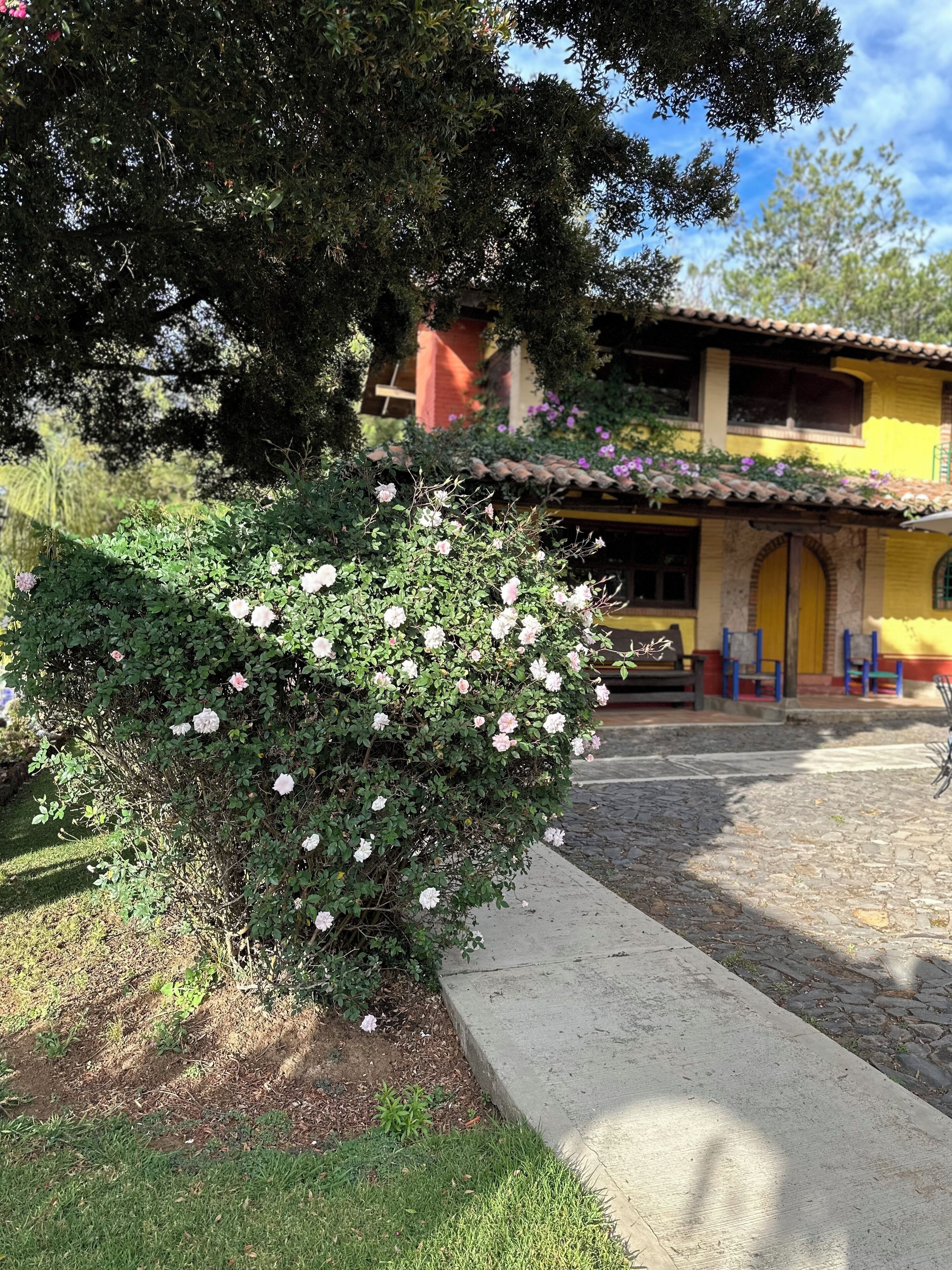 Un patio con un edificio amarillo, un árbol grande y un rosal.