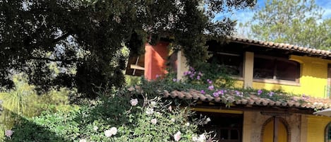 Un patio con un edificio amarillo, un árbol grande y un rosal.