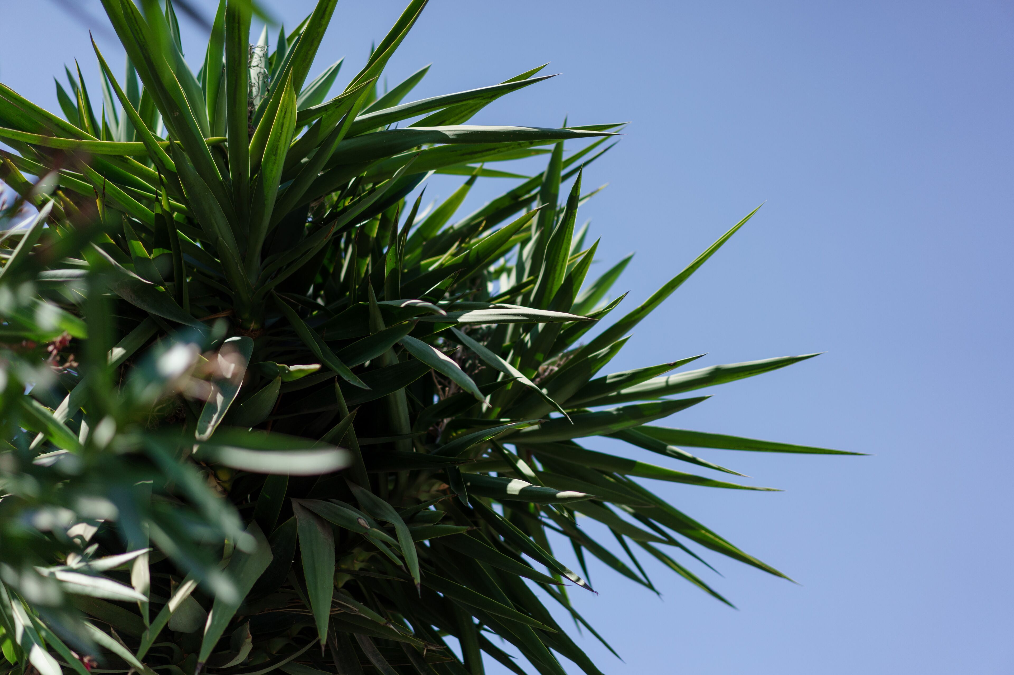 A close-up of a plant with long, pointed leaves against a clear blue sky.