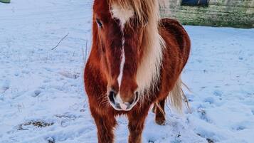 A horse standing in a snowy field.