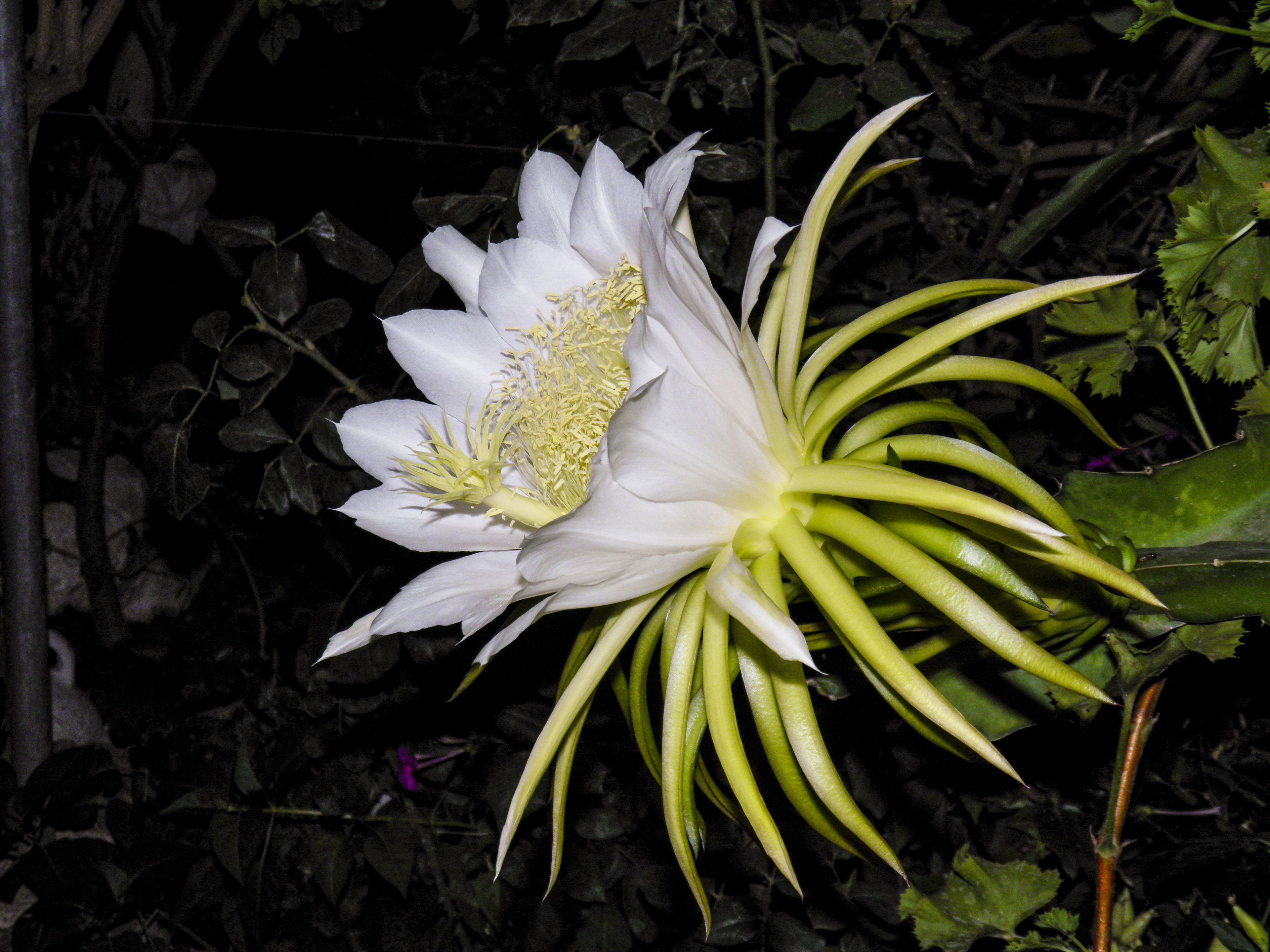 Une fleur blanche aux étamines jaunes et aux feuilles vertes.