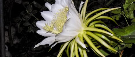 Une fleur blanche aux étamines jaunes et aux feuilles vertes.