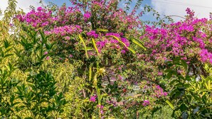 A garden pathway surrounded by lush greenery and flowering plants. - Alpha Stegna Sun (Rhodes)