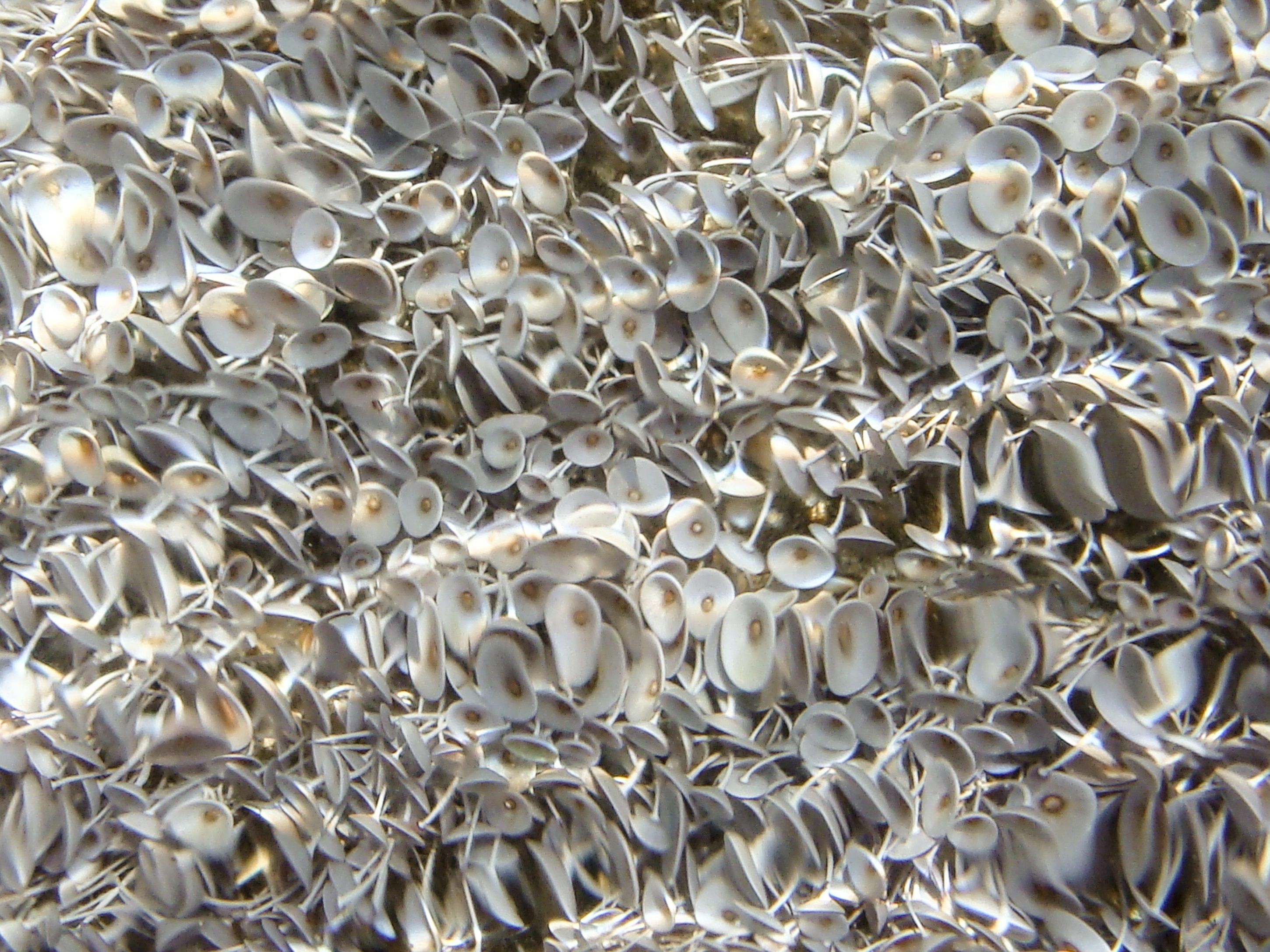 A close-up of numerous small, oval-shaped objects closely packed together.