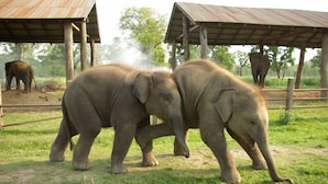 Two elephants in a grassy enclosure with a shelter in the background. - Rhino Lodge & Hotel (Sauraha)