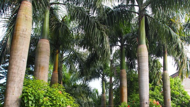 Taman