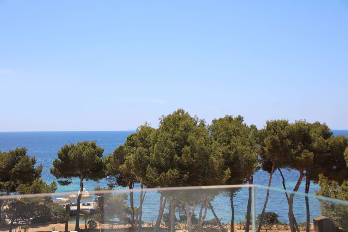 A coastal view with pine trees and a clear sky.
