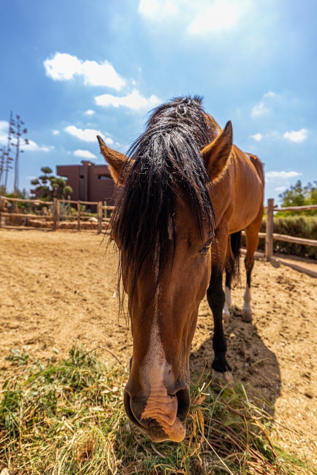 A horse grazing in a fenced area with a clear sky and distant buildings.