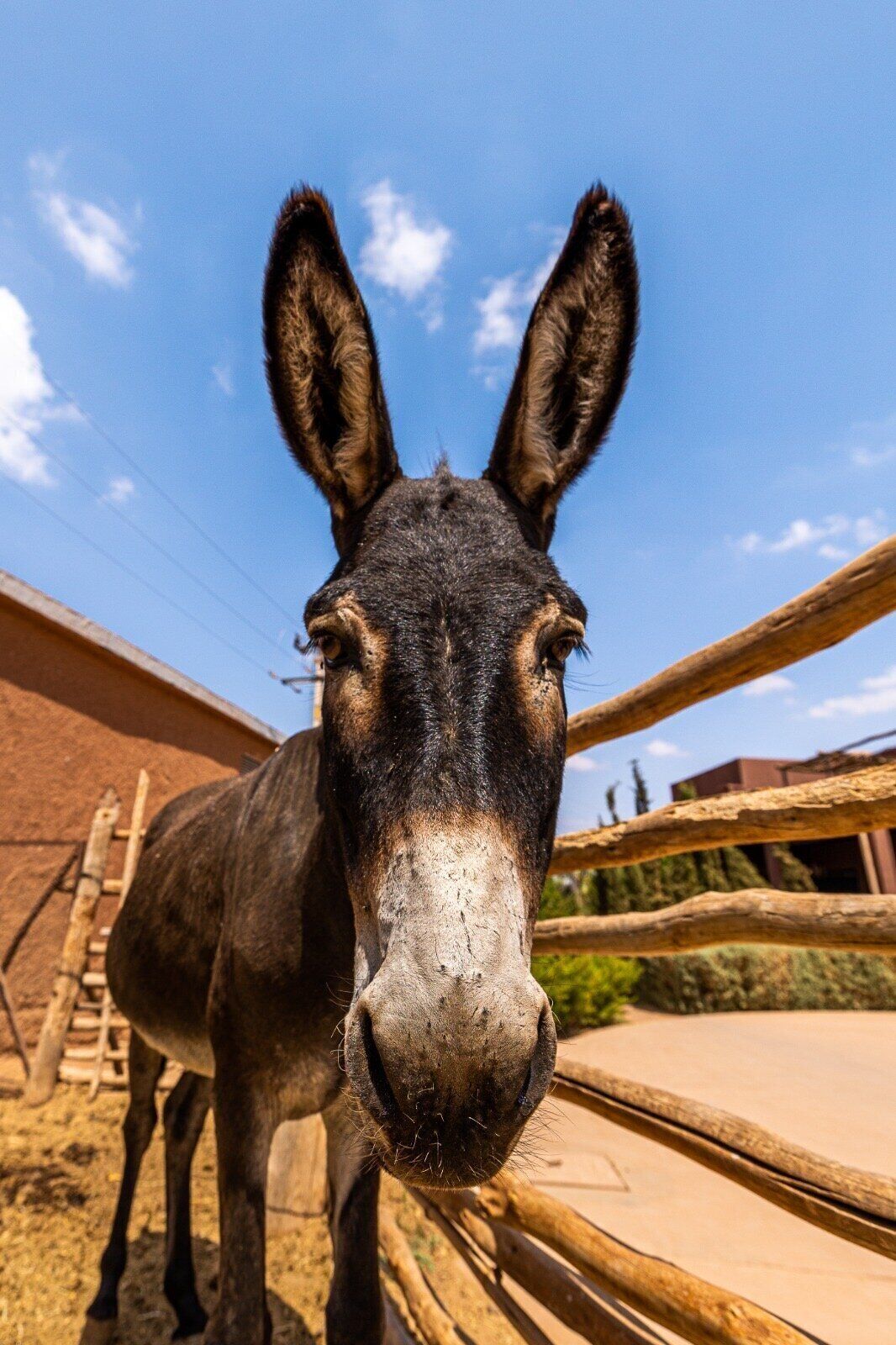A donkey standing in an outdoor enclosure with a wooden fence and a building in the background.