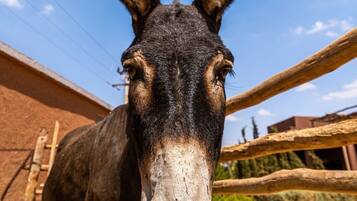 A donkey standing in an outdoor enclosure with a wooden fence and a building in the background.