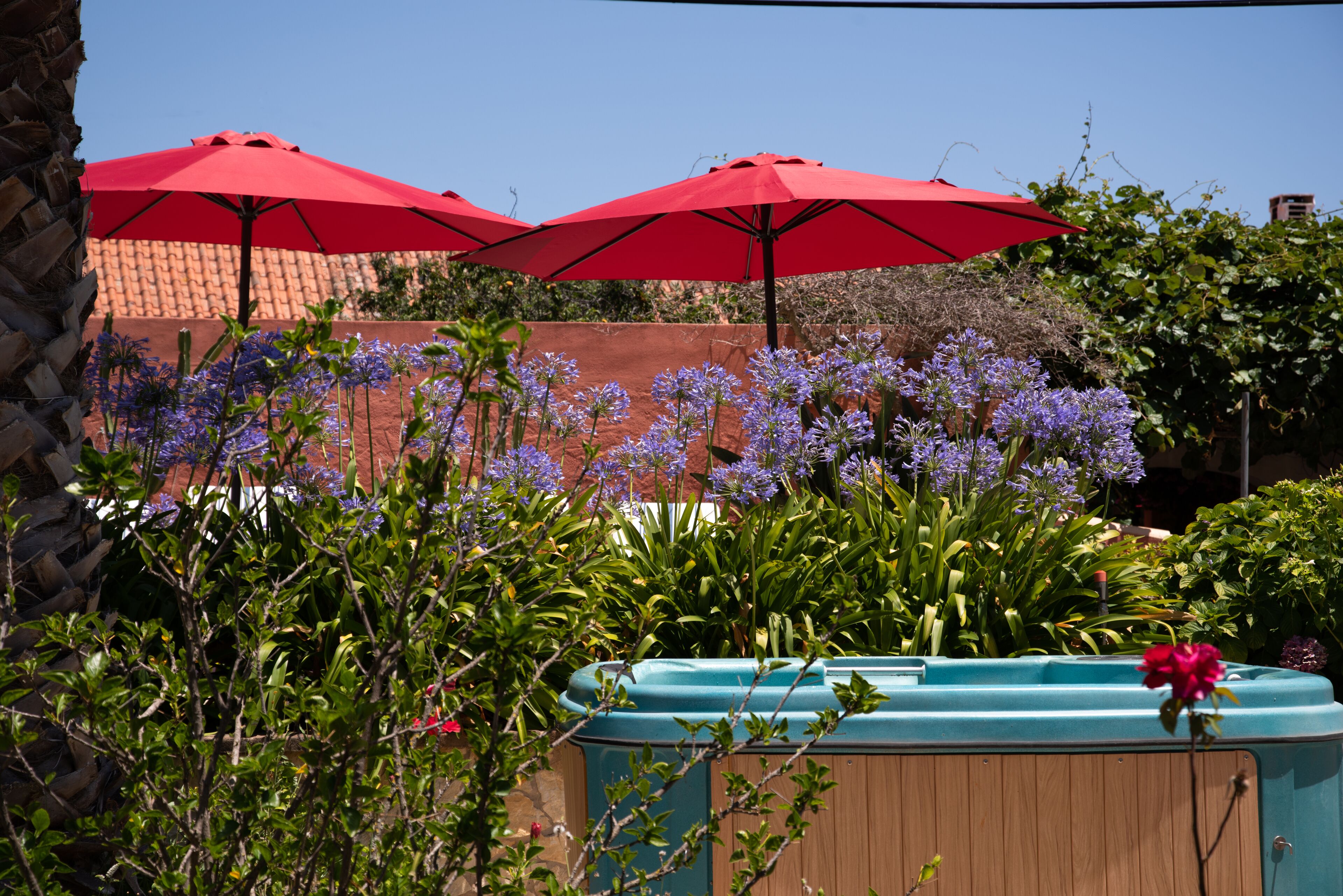 A garden area with red umbrellas, a wooden bench, and purple flowers.
