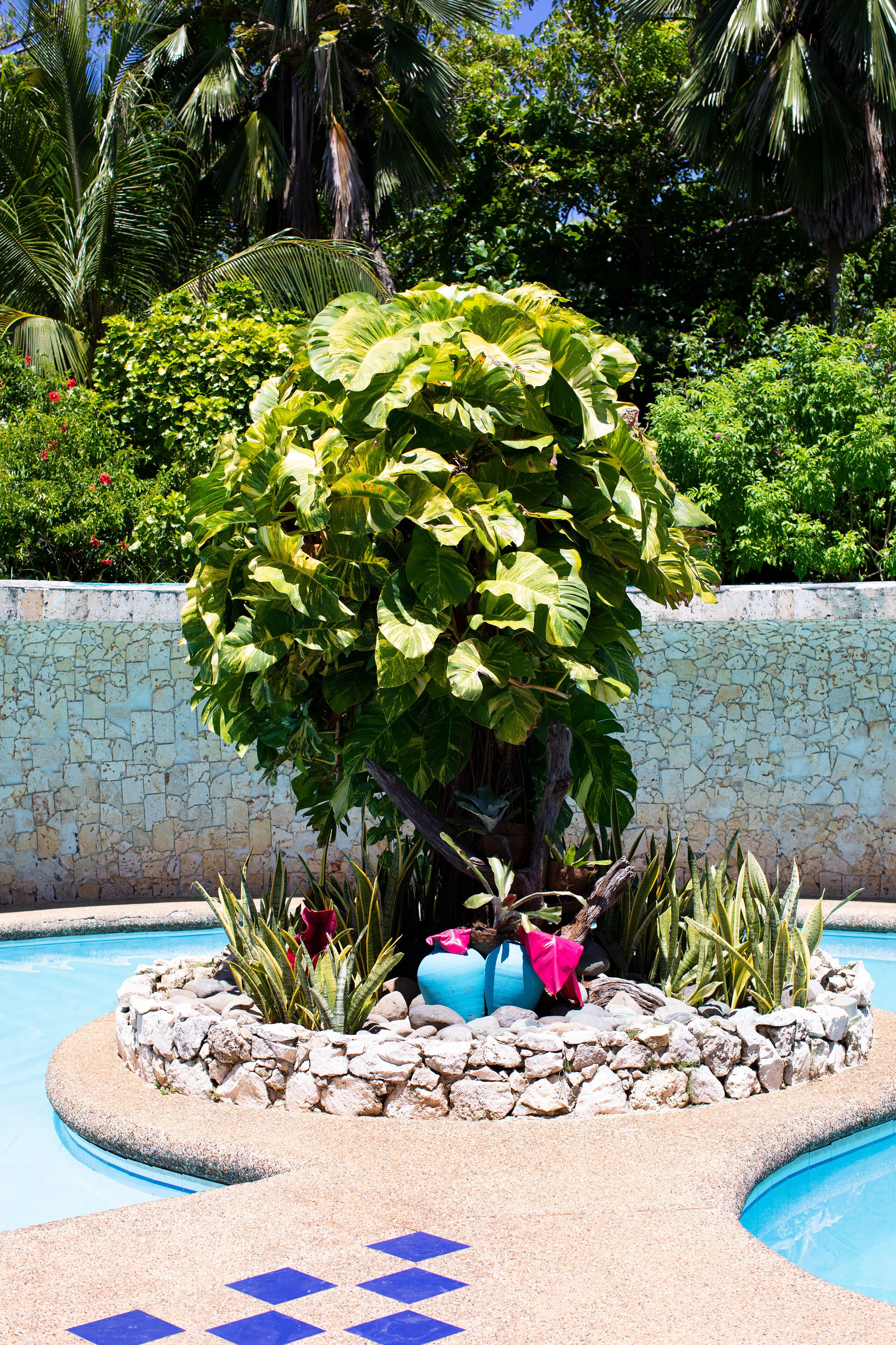 A pool area with a stone wall, a large tree, and various plants.