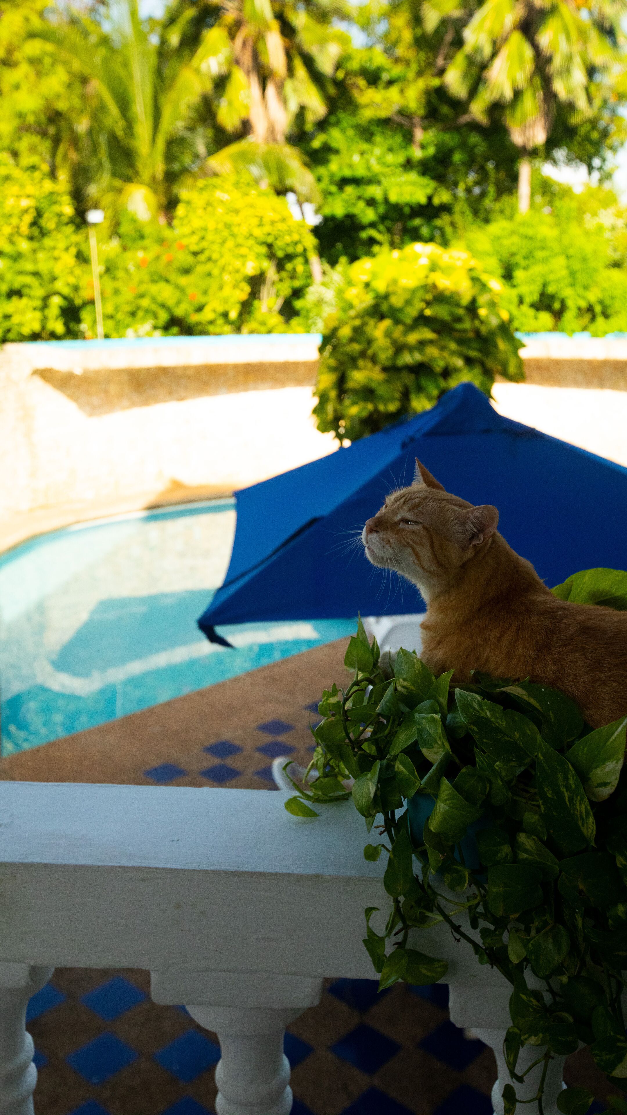 A cat sitting on a white railing overlooking a swimming pool, with a blue umbrella and lush greenery in the background.