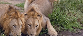 Amakhosi Safari Lodge and SPA
