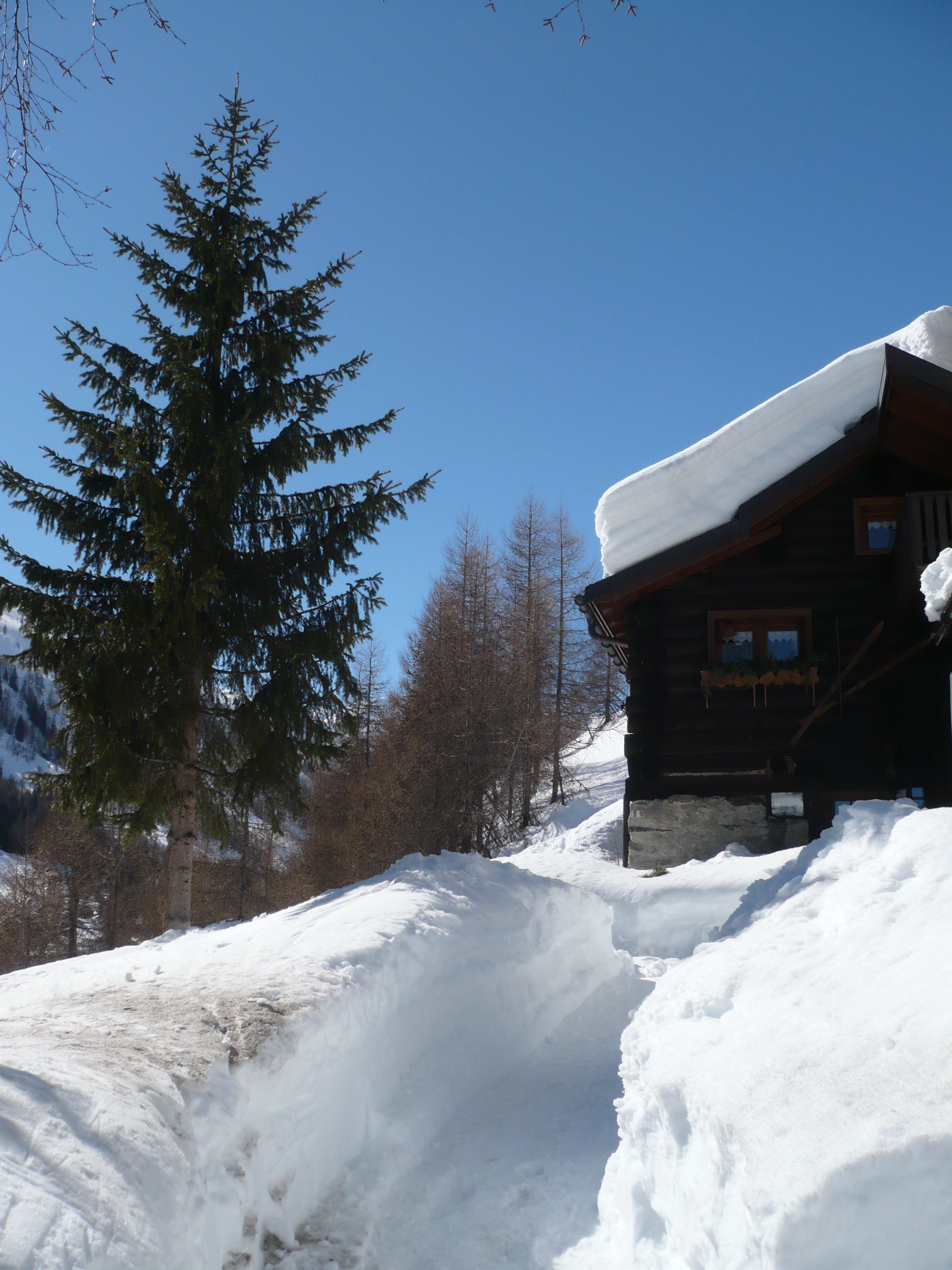 Eine Holzhütte mit schneebedecktem Dach, umgeben von Schnee und einer großen Tanne.