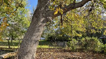 Un grand arbre à l’écorce épaisse et aux branches qui s’étendent vers l’extérieur, entouré d’une zone herbeuse parsemée de feuilles mortes.