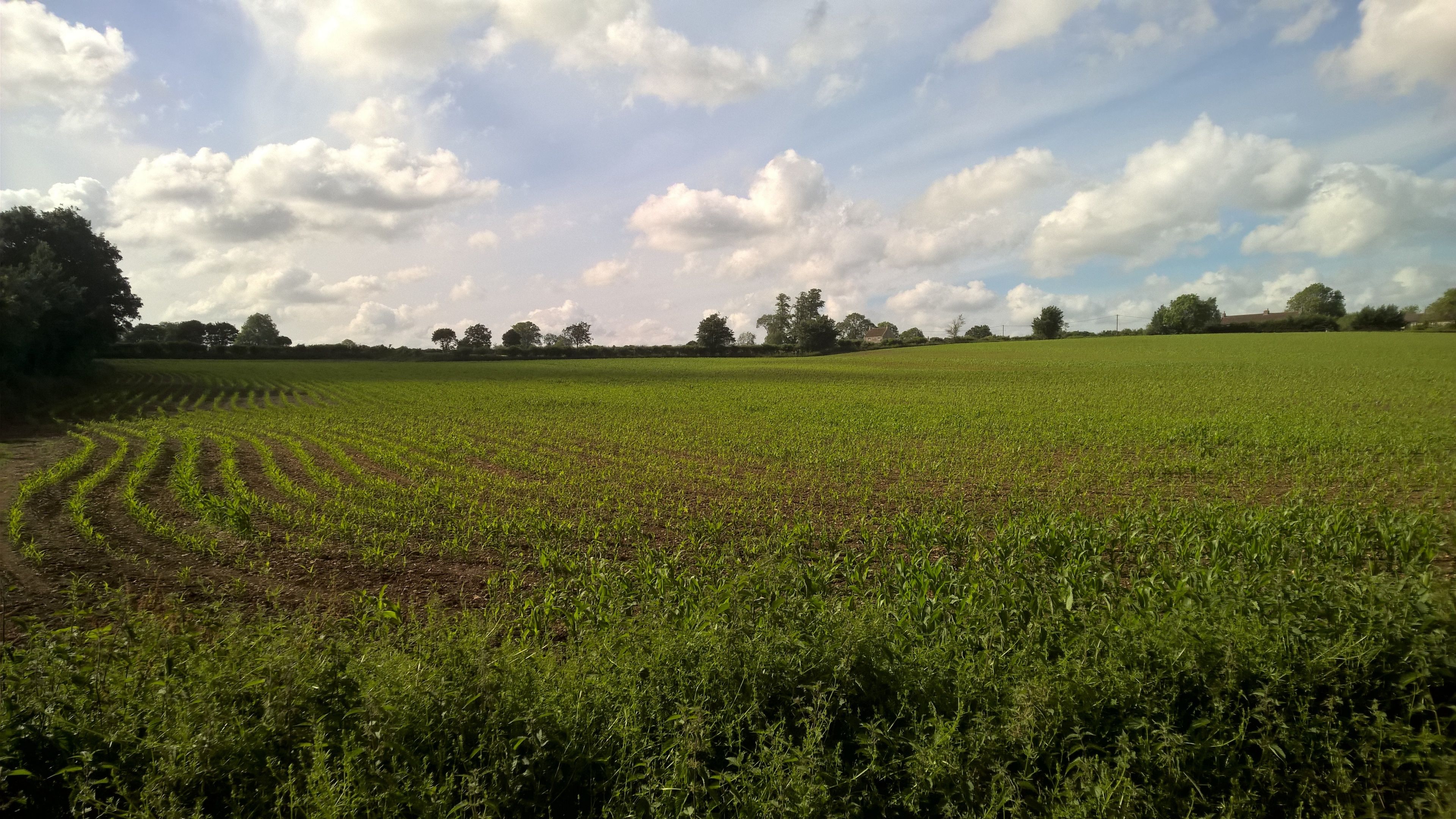 A vast field with young crops and a clear sky.