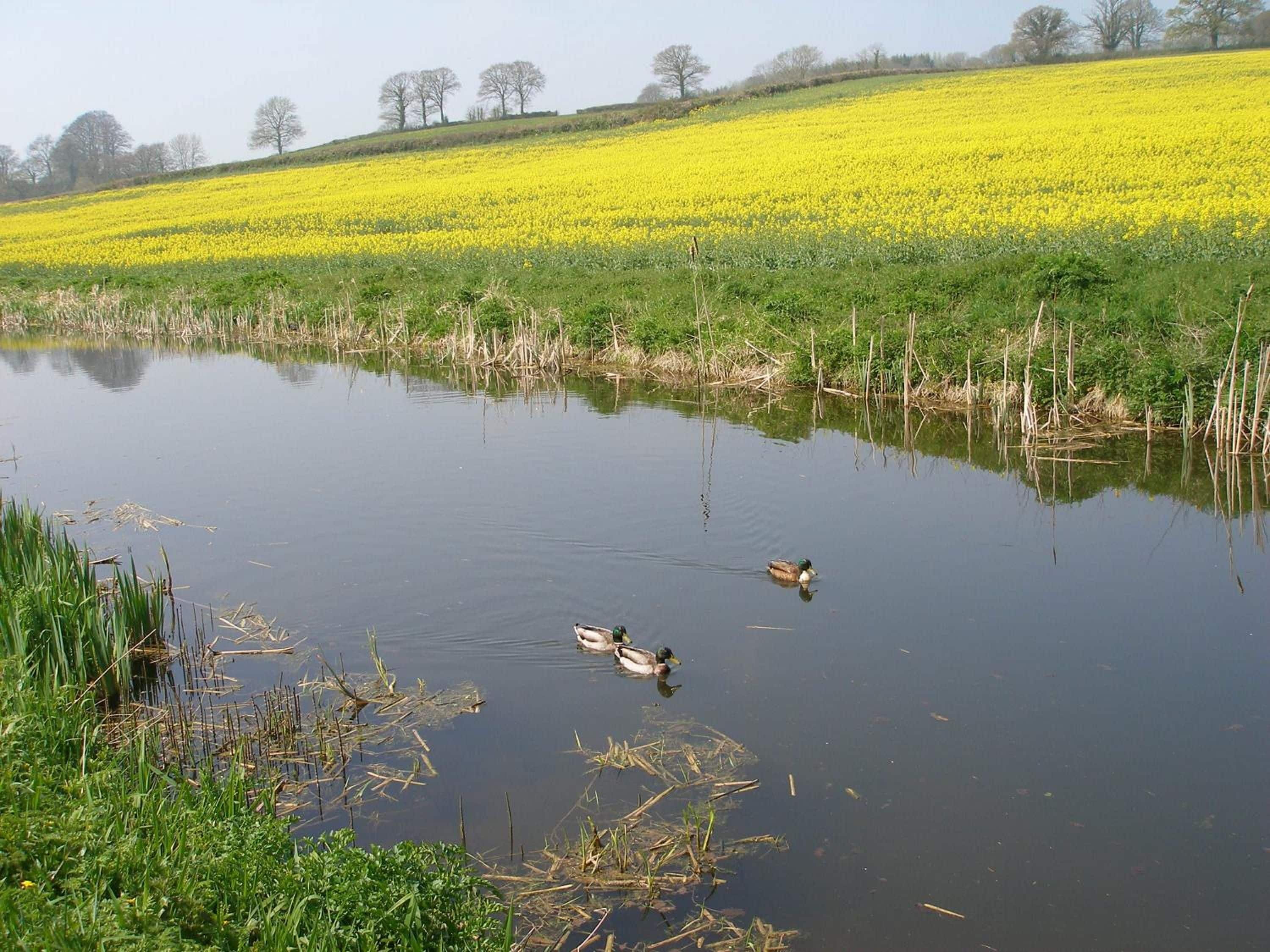 A calm water body with ducks swimming, surrounded by a field of yellow flowers and trees in the background.