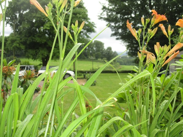 A lush garden with green foliage and orange flowers, a lawn, and parked cars in the background. - Brambles Bed and Breakfast (Tiverton)