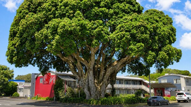 A large tree in front of a building with a red sign, a motel sign, and a street with cars. - Landmark Manor Motel (New Plymouth)