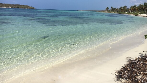 Una playa con aguas turquesas cristalinas, orilla de arena y palmeras.