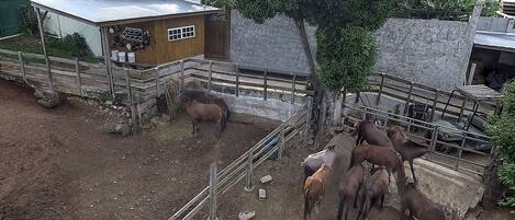 A stable with horses and a small wooden building with a metal roof.