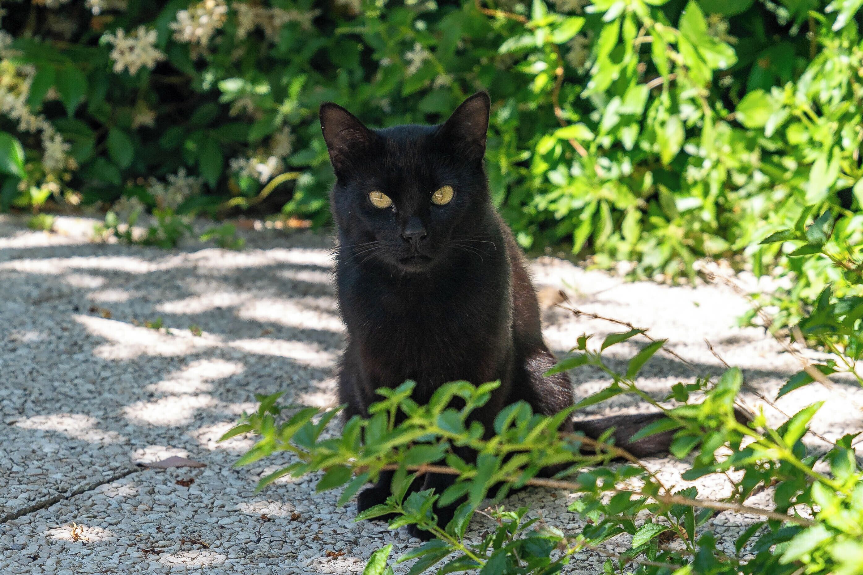 Foto - A Casa Dei Nonni