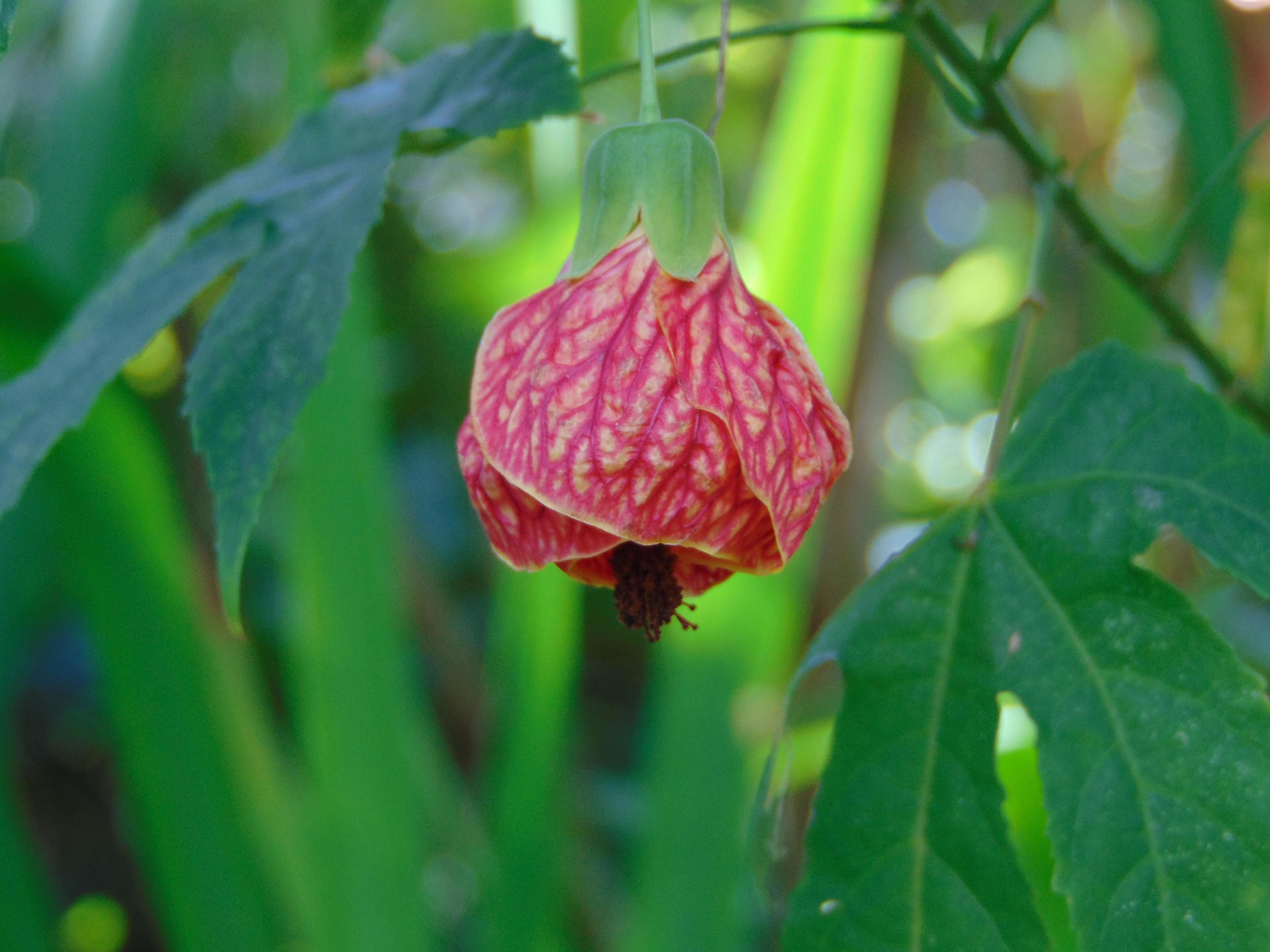 A hanging flower with a unique pattern, surrounded by green leaves.