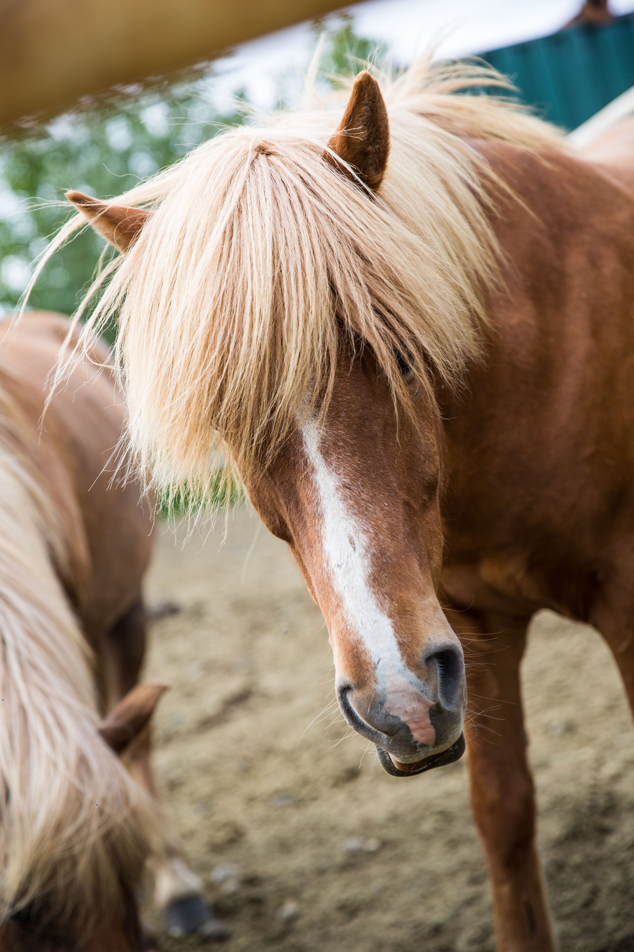Een close-up van een paard met een lichte manen en een witte streep op zijn kop.