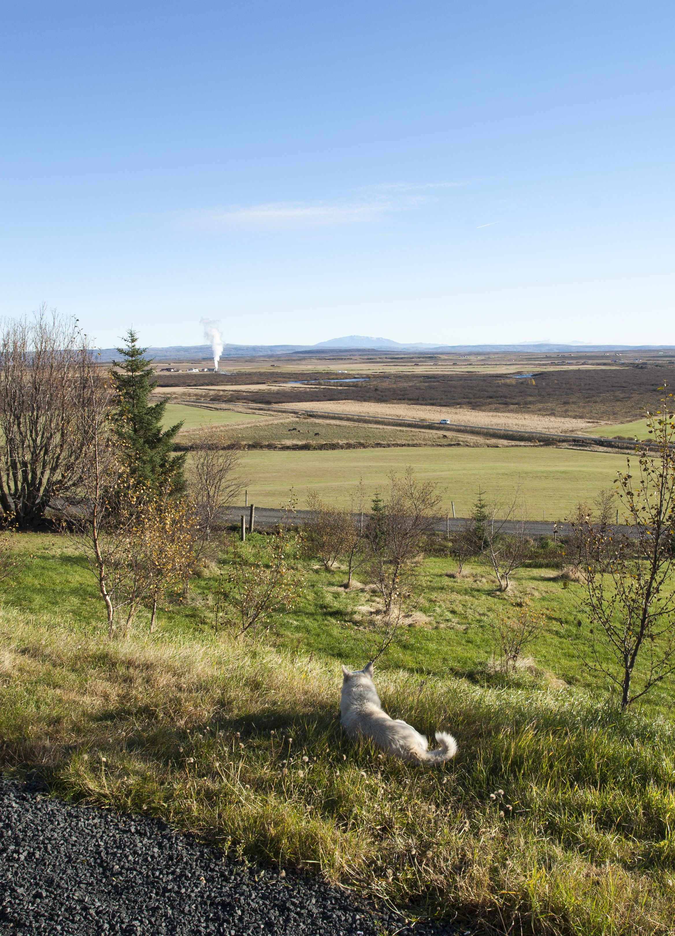 Paisaje rural con cielo despejado, una montaña distante y un perro blanco en primer plano.