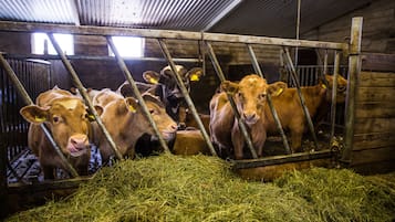 A barn interior with cows in a feeding area.