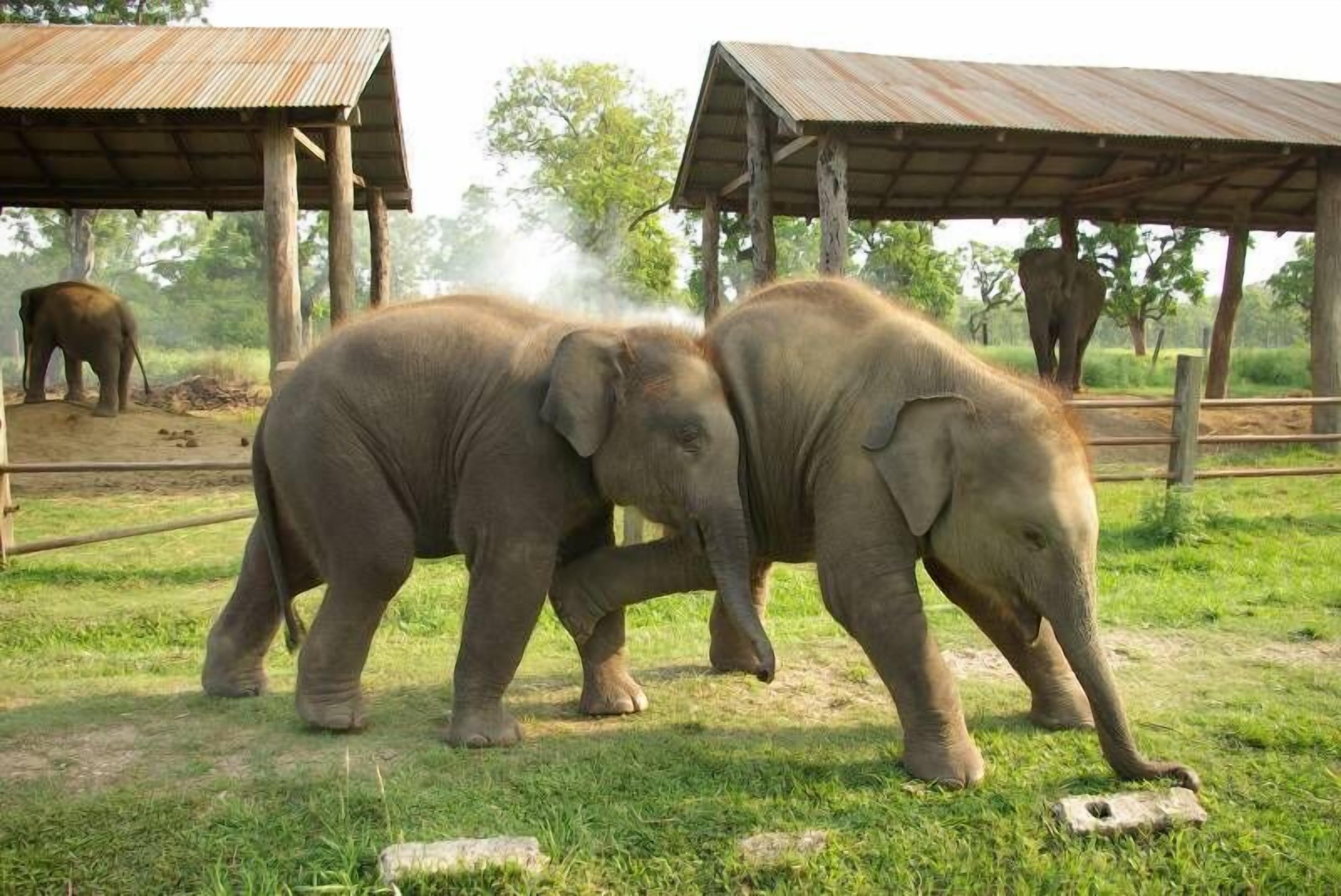 Two elephants in a grassy enclosure with a shelter structure in the background.
