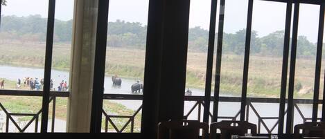 A view from inside a building with large windows overlooking a river and elephants.