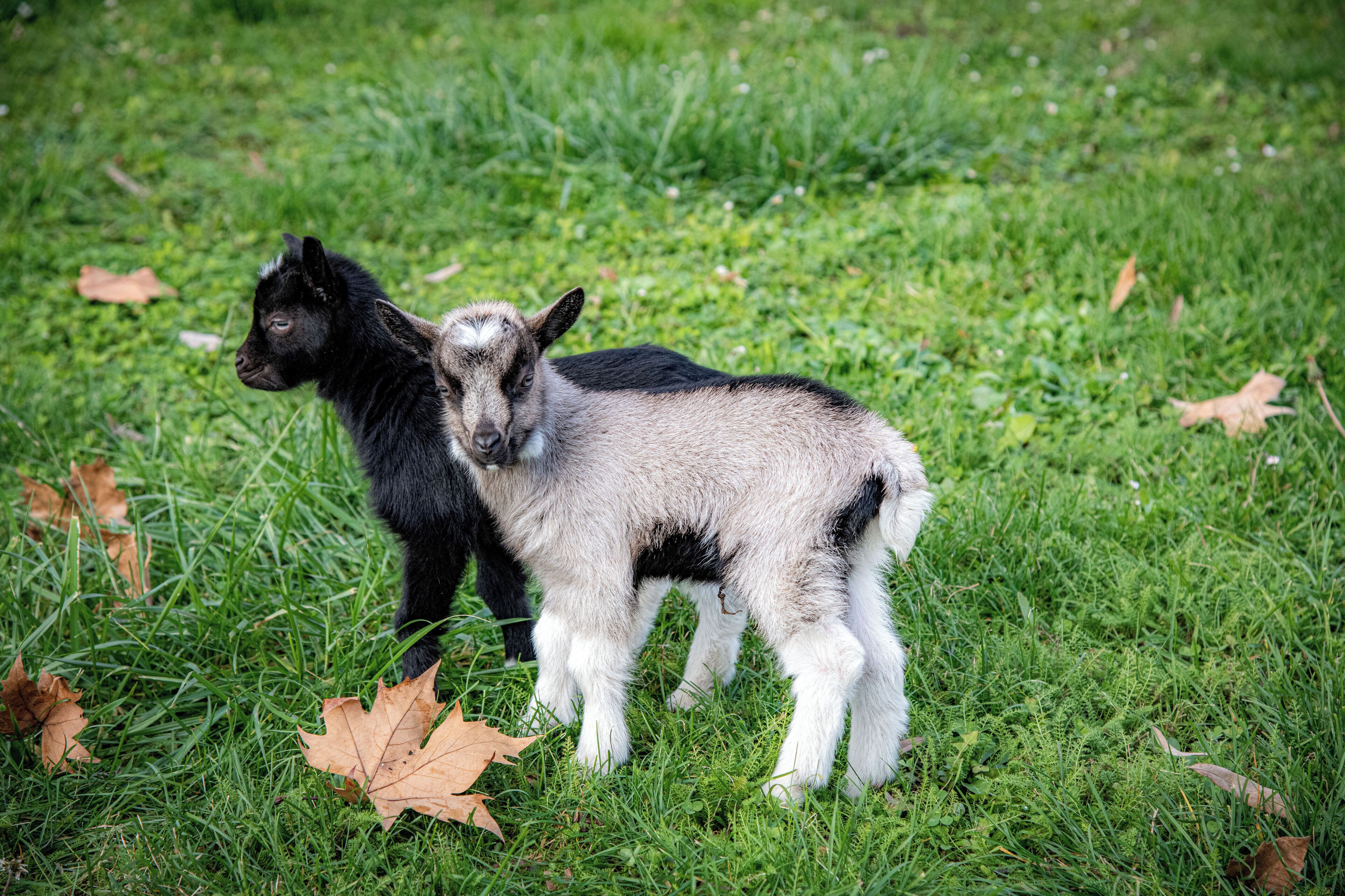 Two goats standing on grass with fallen leaves.