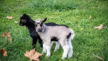 Two goats standing on grass with fallen leaves.