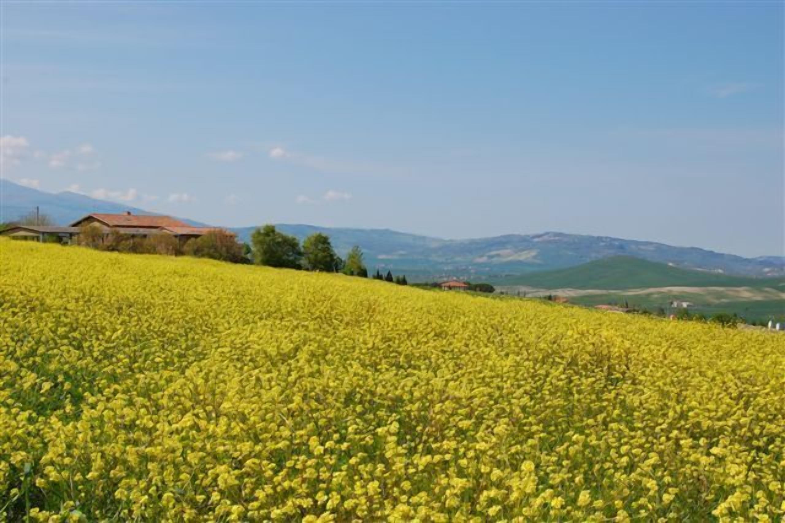 Un campo de flores amarillas con una casa y montañas al fondo.