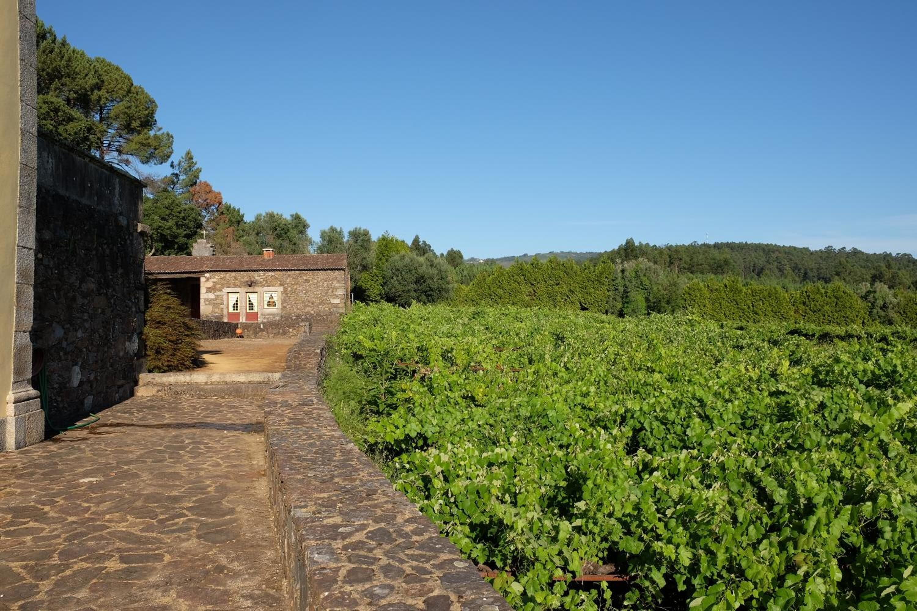 Un vignoble avec un sentier de pierres menant à un bâtiment doté d’un toit rouge.