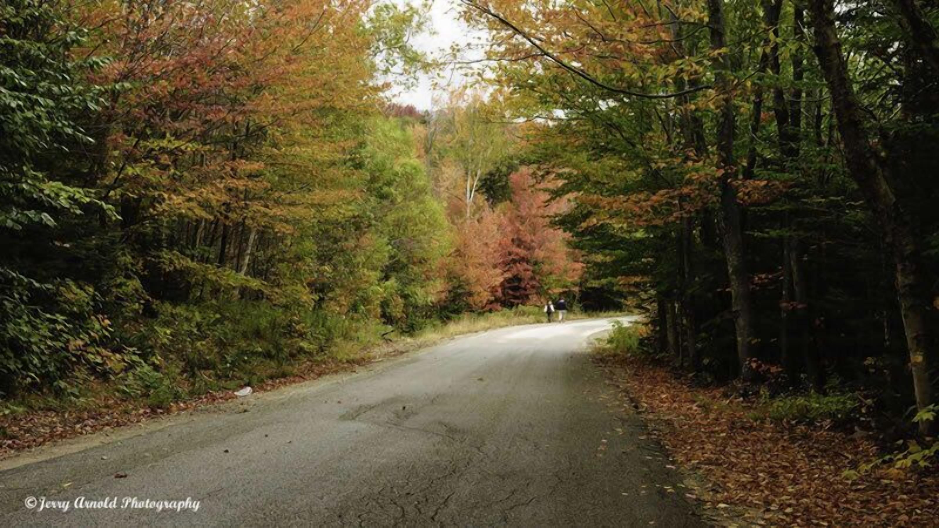 Un chemin étroit bordé d’une forêt dense aux feuillages d’automne.
