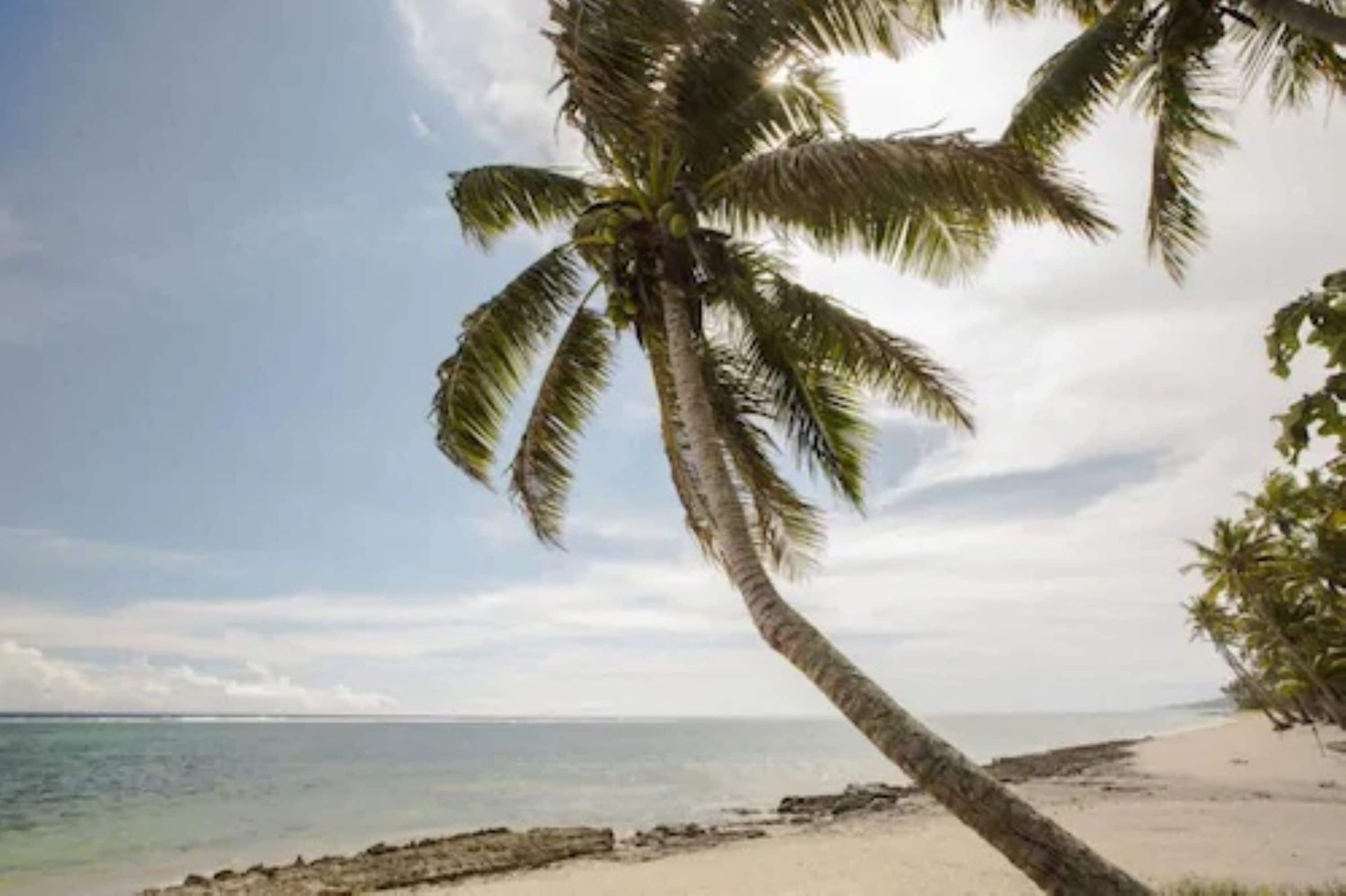 Una playa con palmeras y cielo despejado.