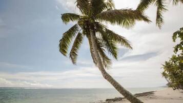 A beach with palm trees and a clear sky.