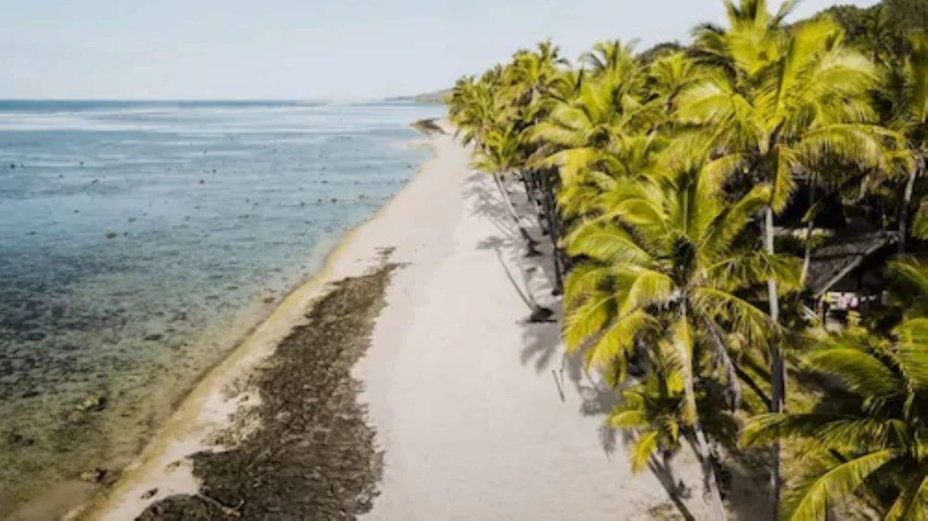A beach with a sandy shore and a row of palm trees.