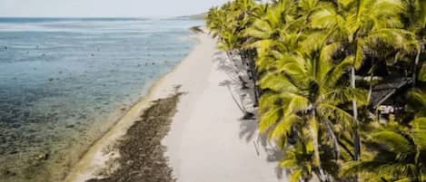 Una playa con arena y una hilera de palmeras.