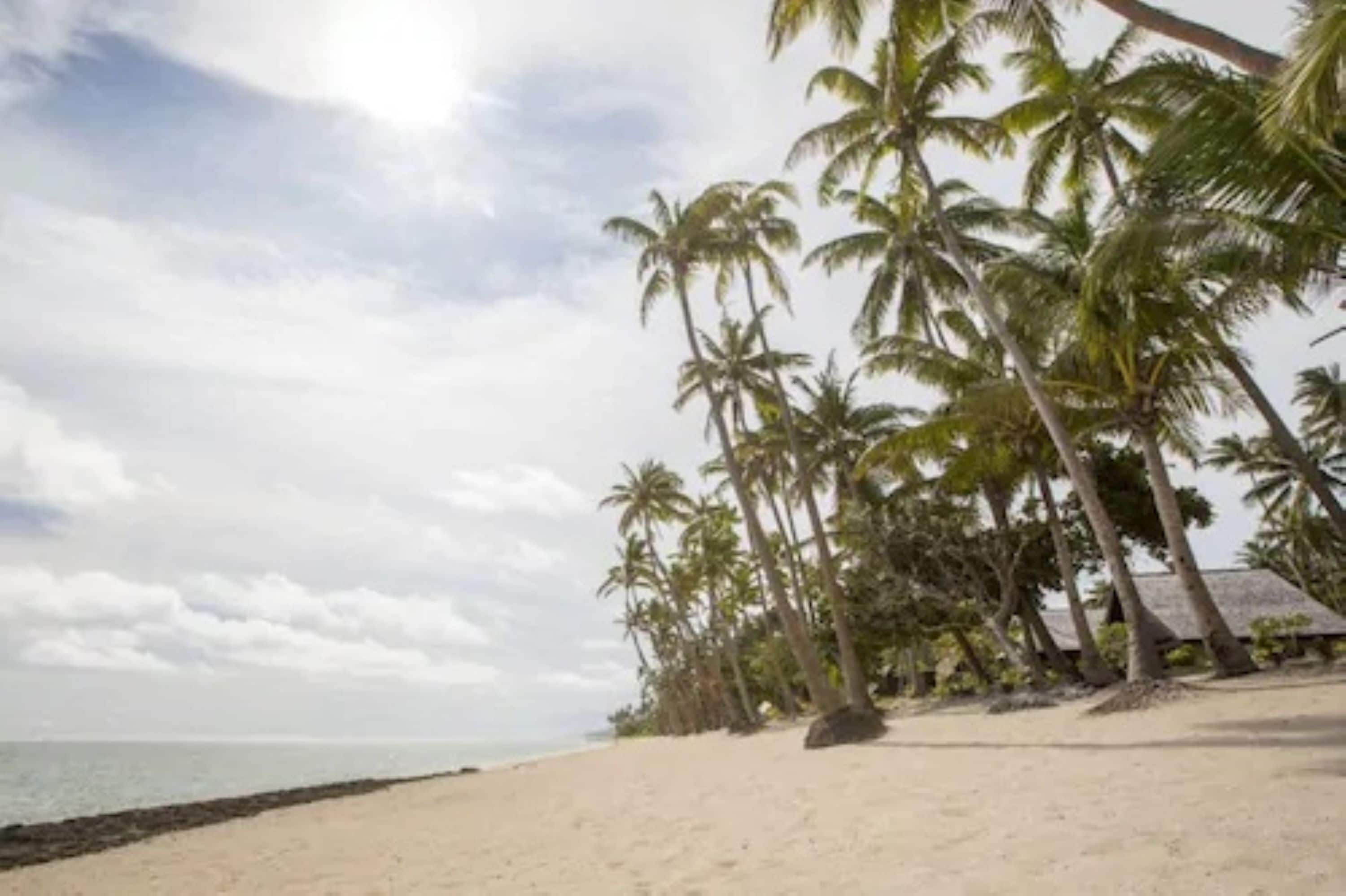 Una playa con palmeras y una cabaña.