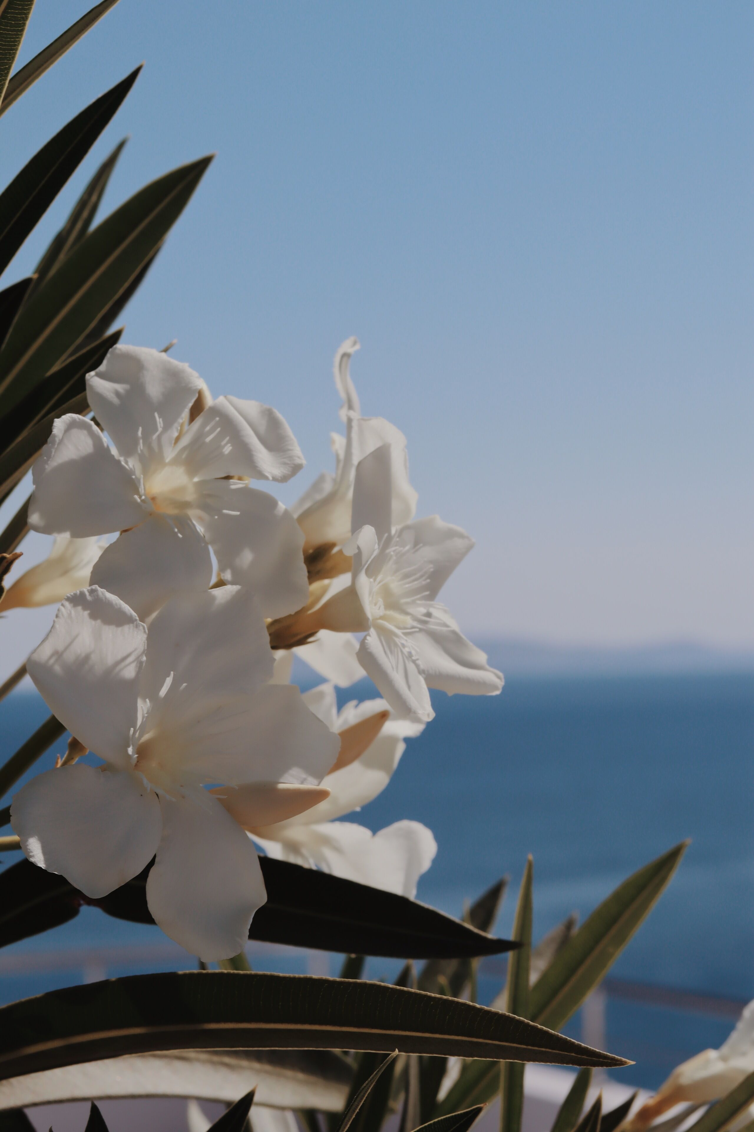 Primer plano de flores blancas con un cielo azul despejado al fondo.