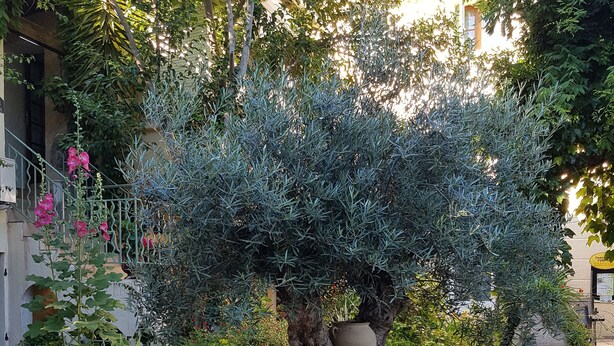 Un jardín con un árbol grande, piedras y un muro de piedra.