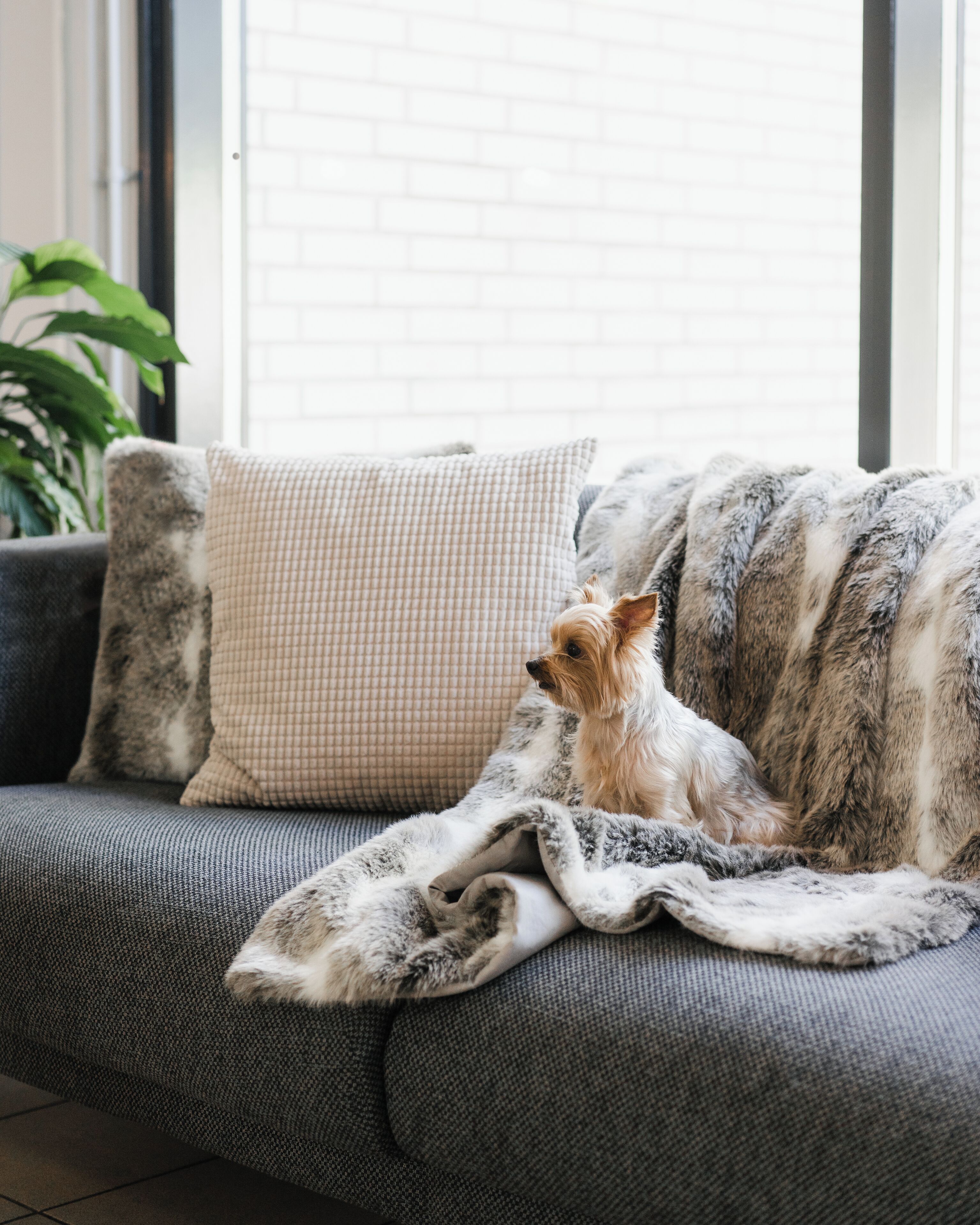 A small dog sitting on a grey sofa with a patterned blanket.