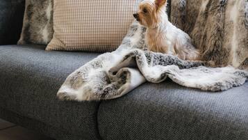 A small dog sitting on a grey sofa with a patterned blanket.
