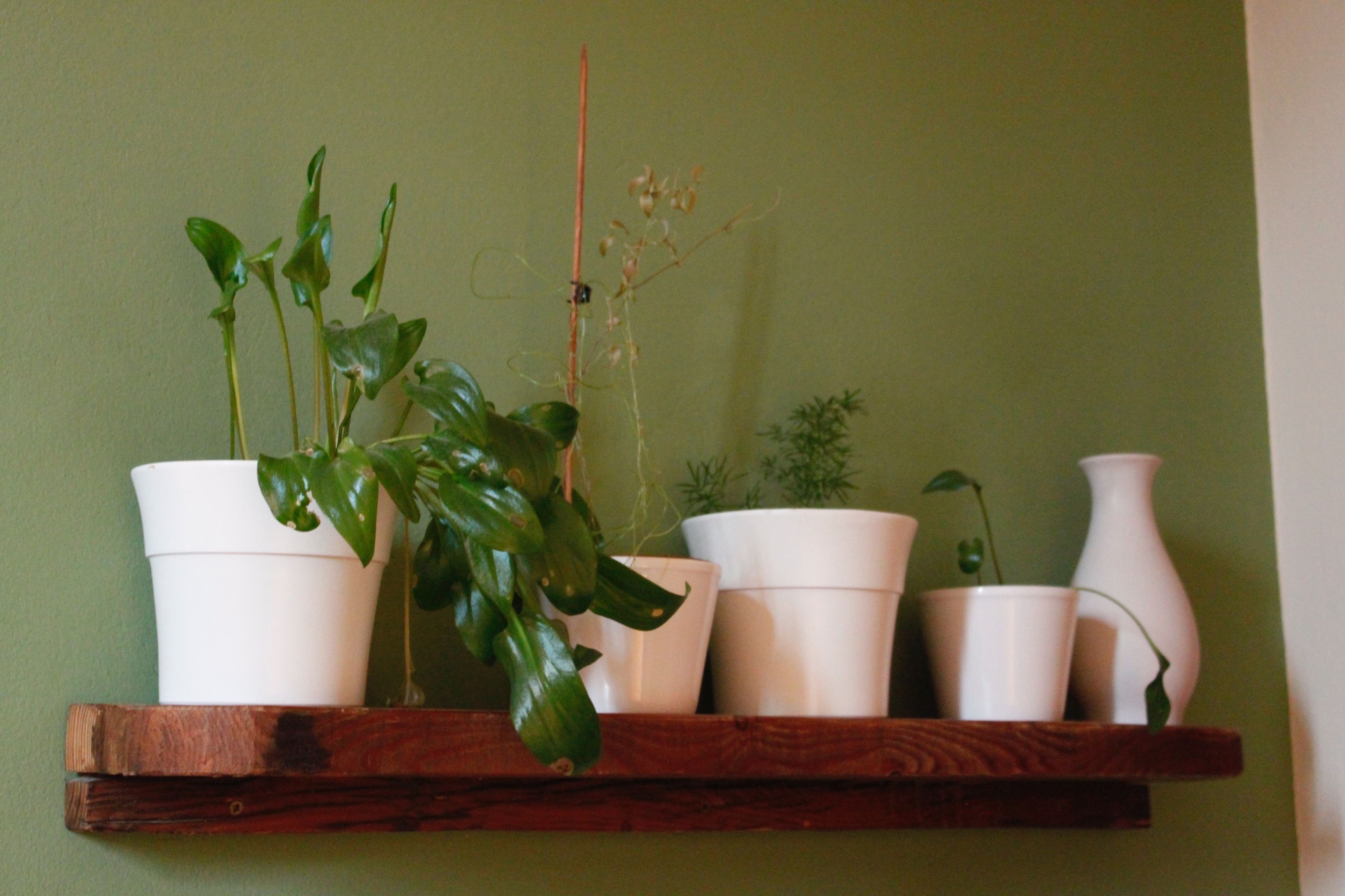 A wooden shelf with white planters containing various plants.