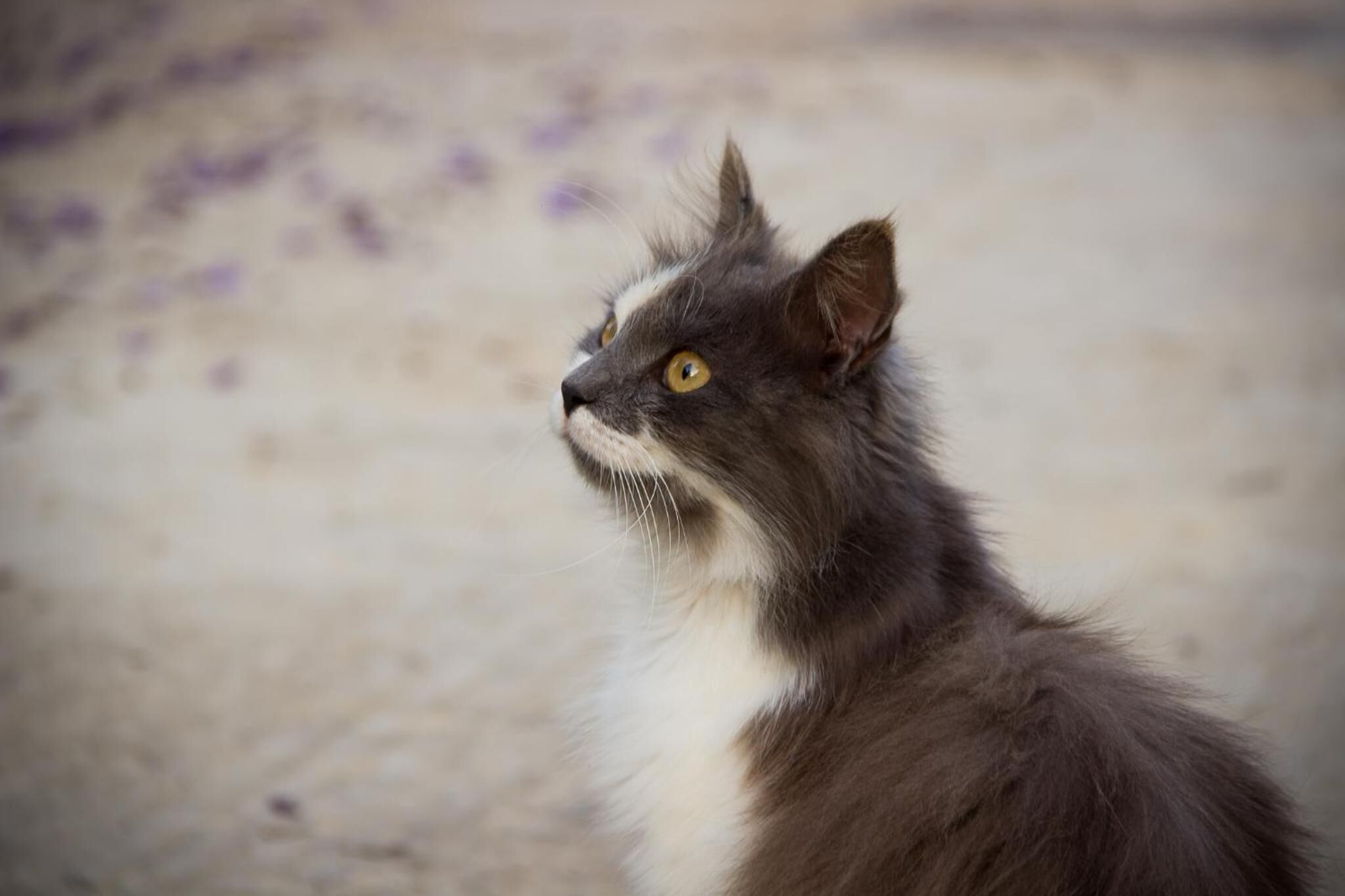 Close-up van een kat met een pluizig vacht en gele ogen.