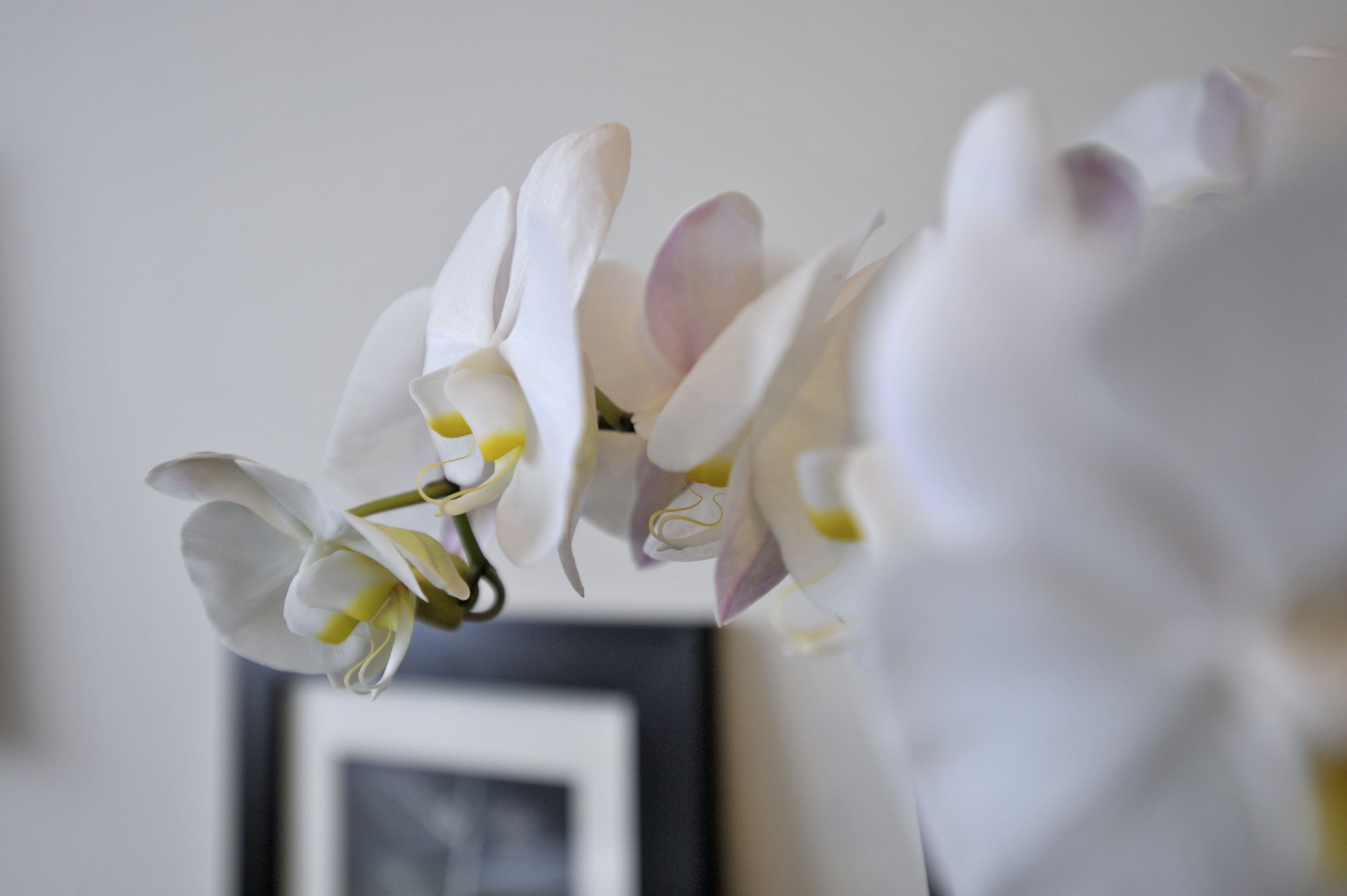 premium bedding, down duvets, in-room safe, desk